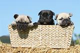 BOULEDOGUE FRANCAIS 481